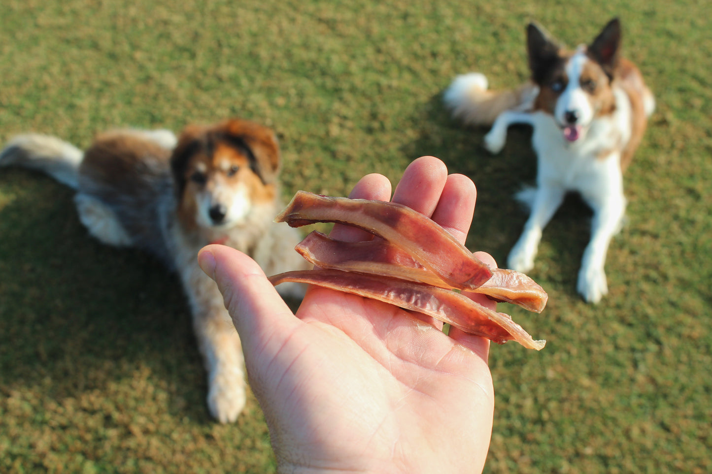 Pig Ear Strips